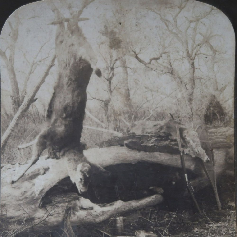 c1900 Hunter in Natural Hut with Slain Deer Days End  Stereoview H.C. White 76